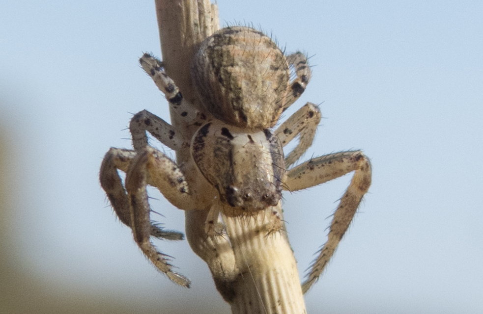 Xysticus