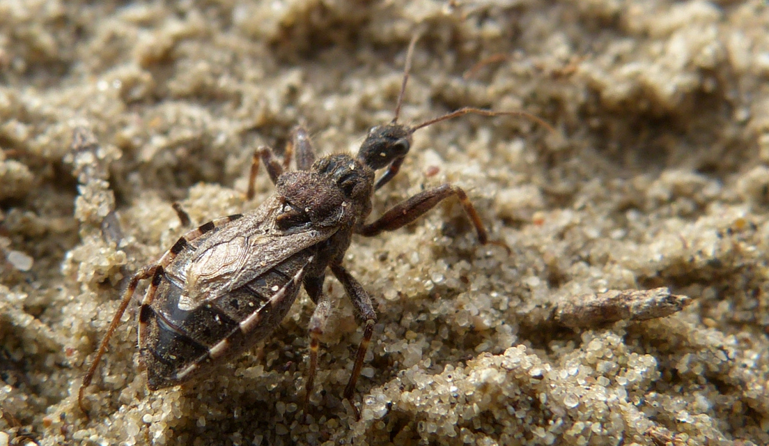 Coranus
