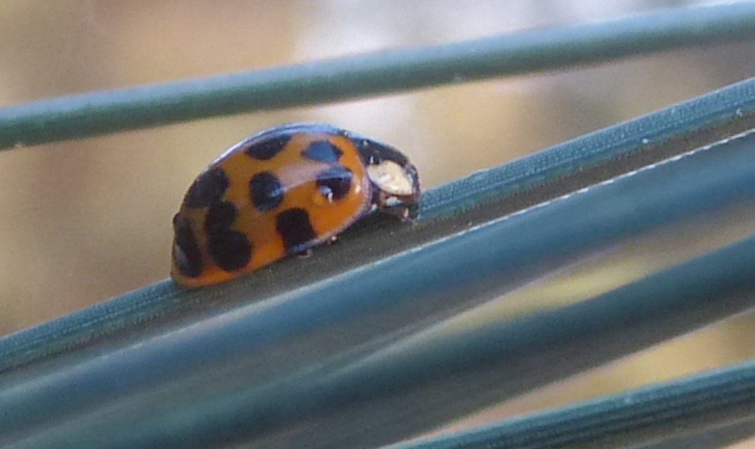 Harmonia axyridis - harlekinkatica