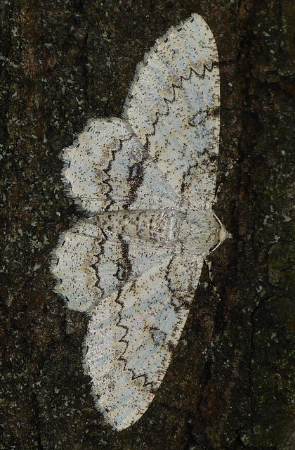 Ascotis selenaria - holdas faaraszoló