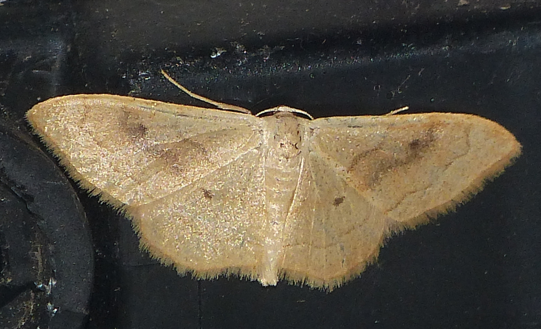 Idaea rubraria - vörössávos araszoló