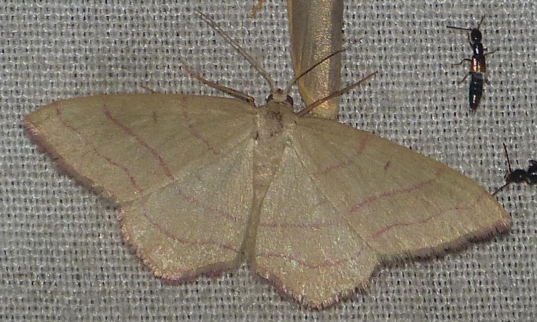Rhodostrophia vibicaria - pirosszélű araszoló