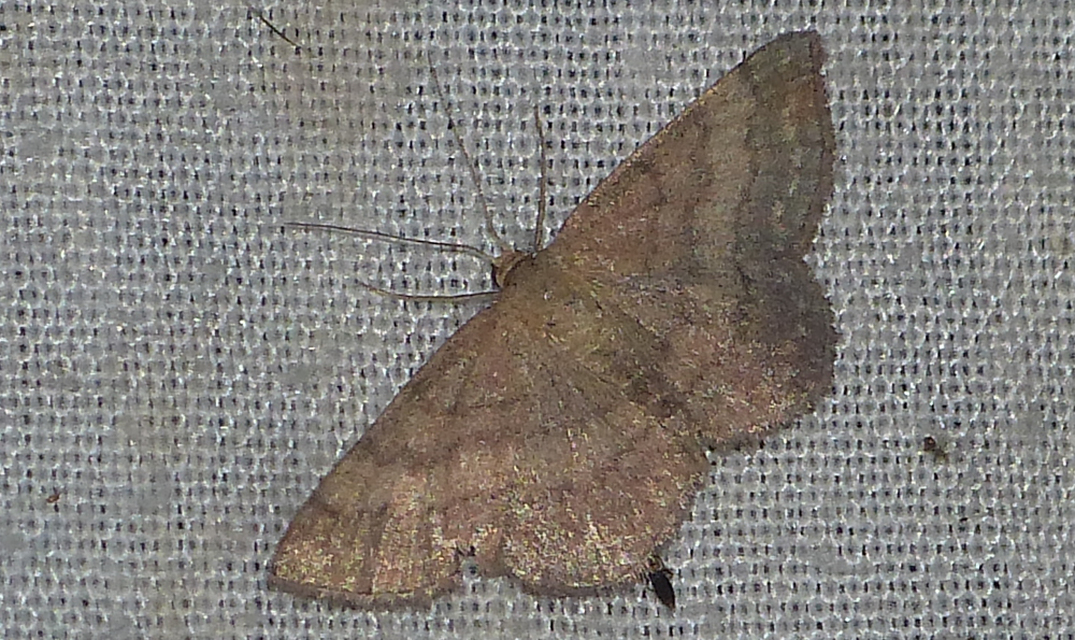 Scopula rubiginata - réti pirosaraszoló