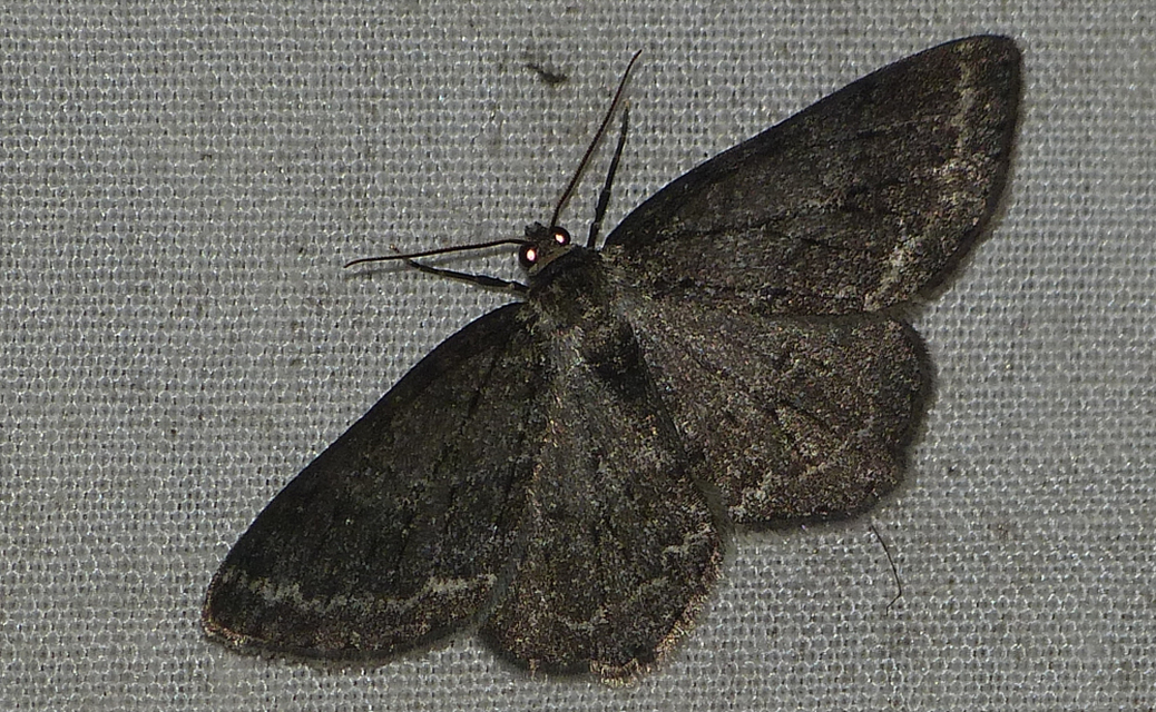 Ectropis crepuscularia - avararaszoló