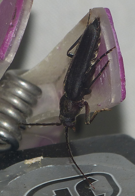 Arhopalus rusticus - gödrösnyakú cincér