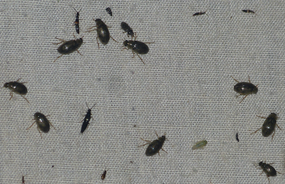Berosus Berosus