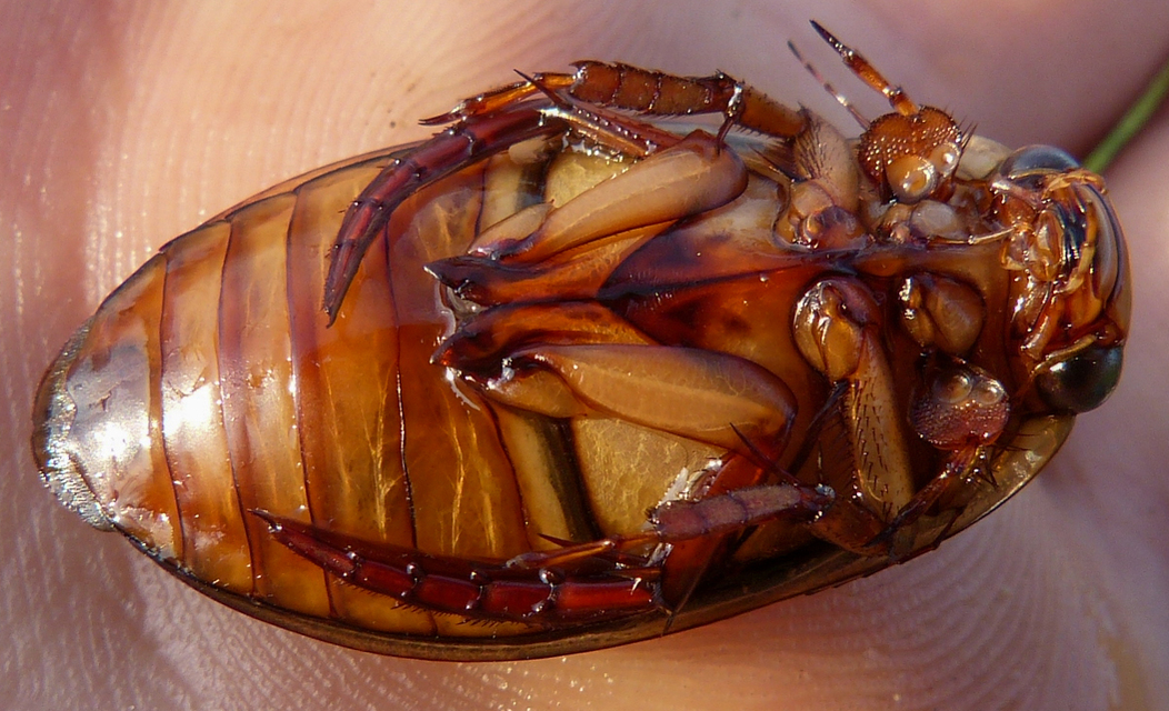 Dytiscus marginalis - szegélyes csíkbogár