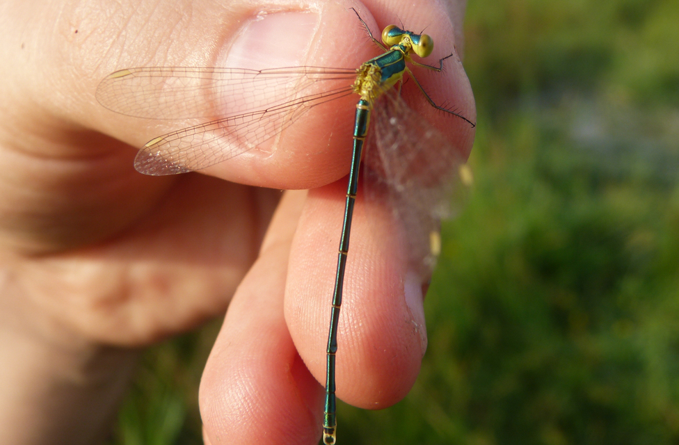 Lestes virens vestalis - kis rablószitakötő