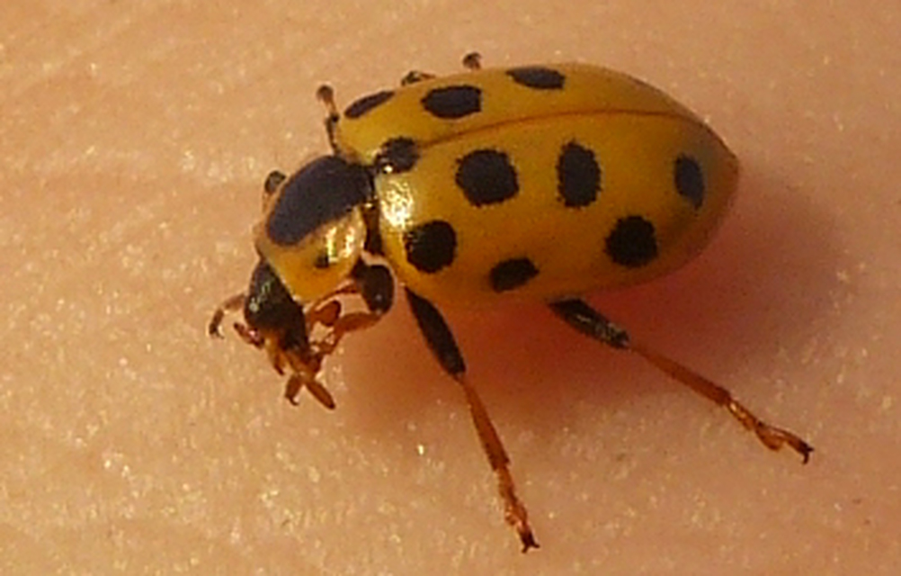 Hippodamia tredecimpunctata - mocsári katica