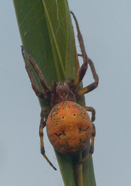 Araneus marmoreus - márványos keresztespók