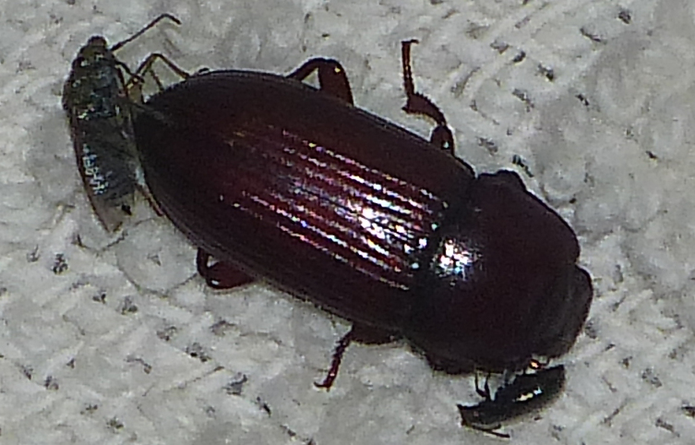 Uloma culinaris - nagy rágványbogár