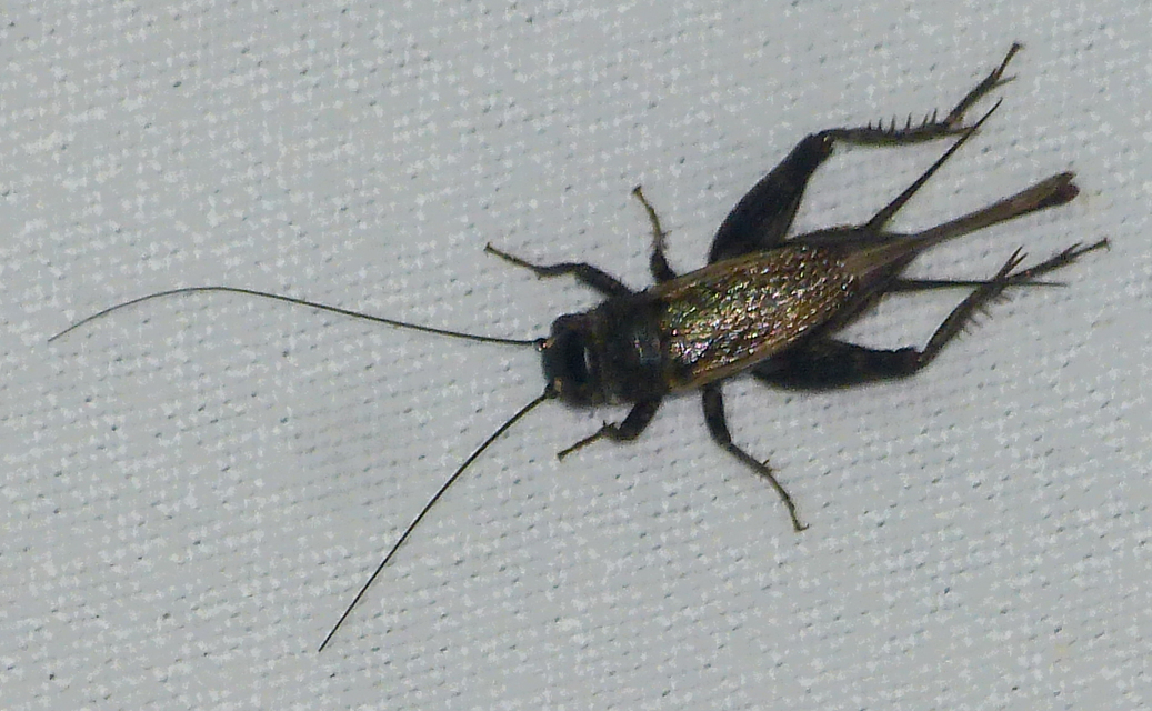 Eumodicogryllus bordigalensis - bordói tücsök