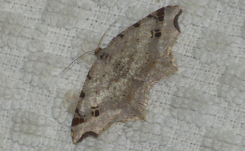 Macaria alternata - közönséges szürkearaszoló