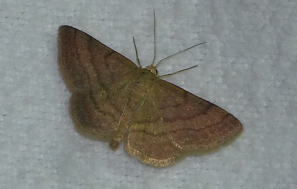 Scopula rubiginata - réti pirosaraszoló