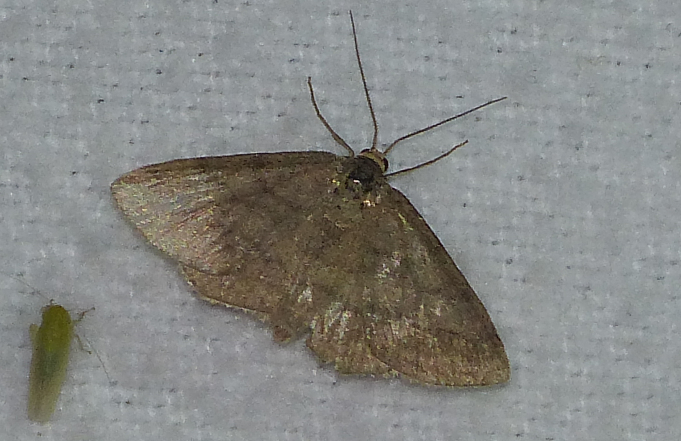 Scopula rubiginata - réti pirosaraszoló