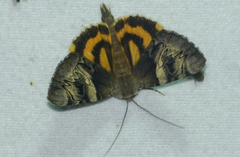 Catocala fulminea - galagonya-övesbagoly