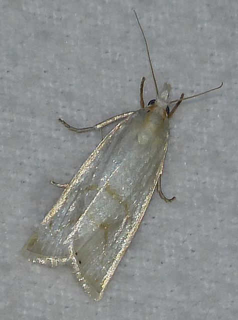 Calamotropha aureliellus - aranyszínű nádlevélmoly