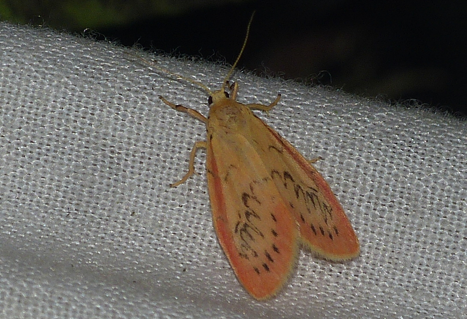 Miltochrista miniata - piros medvelepke
