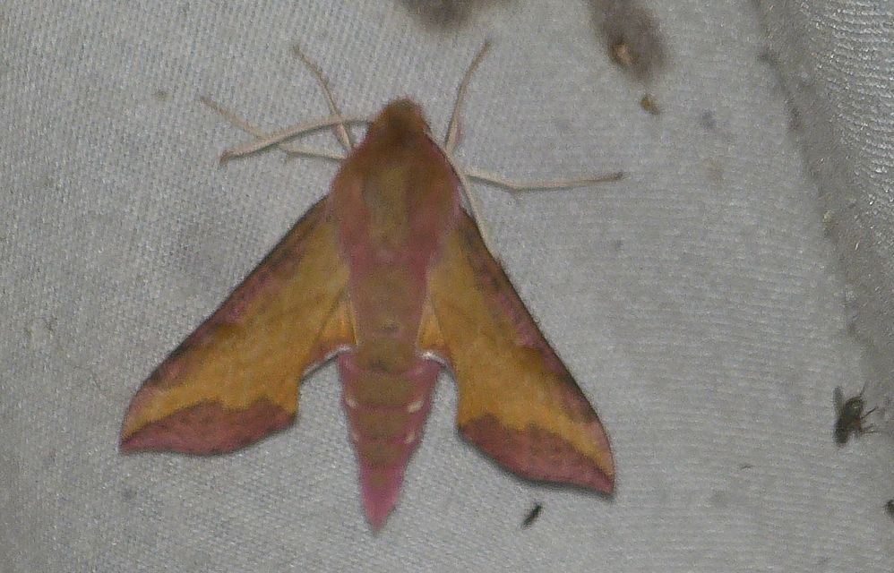 Deilephila porcellus - piros szender