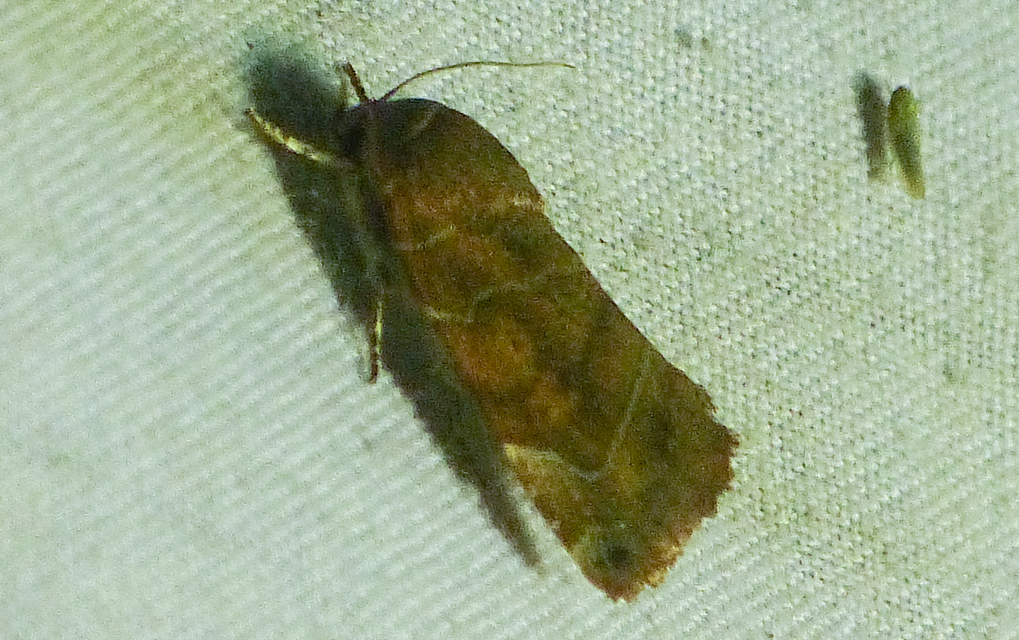 Cosmia affinis - barna lombbagoly