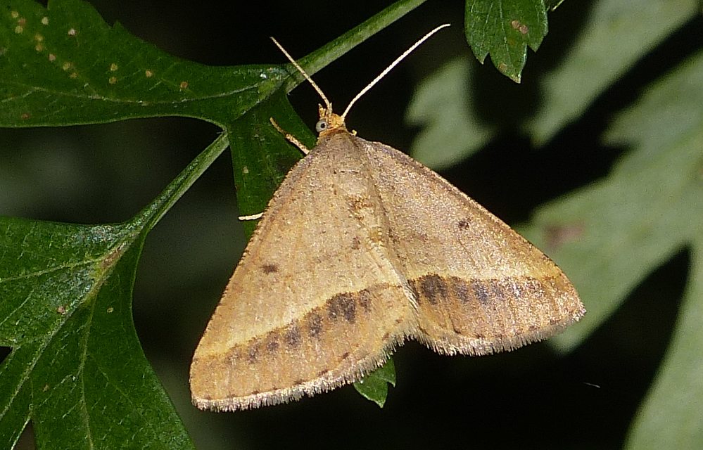 Tephrina arenacearia - lucerna-araszoló