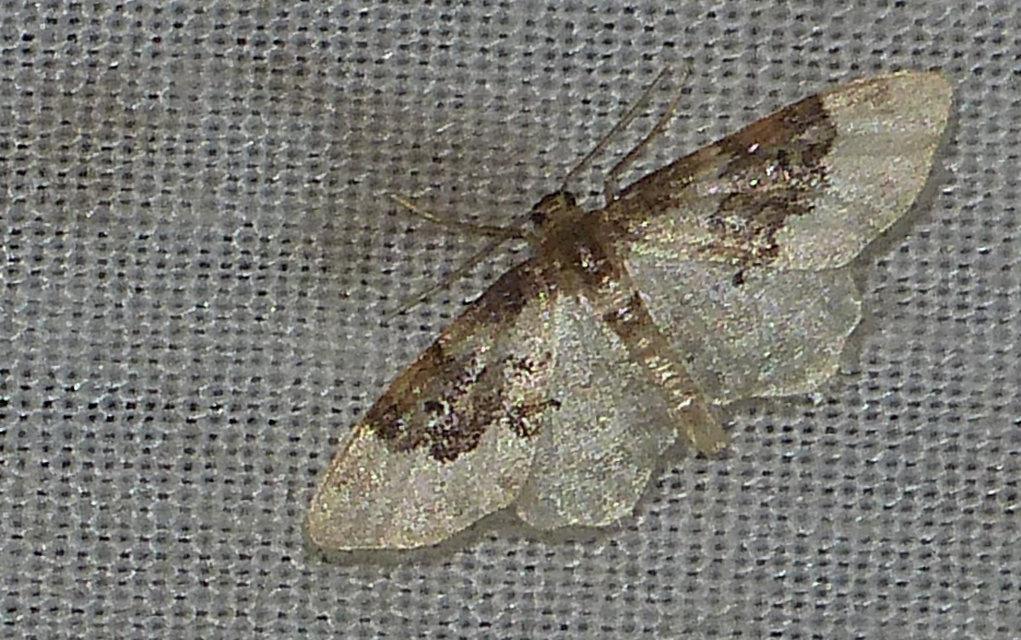 Idaea rusticata - tarka apróaraszoló