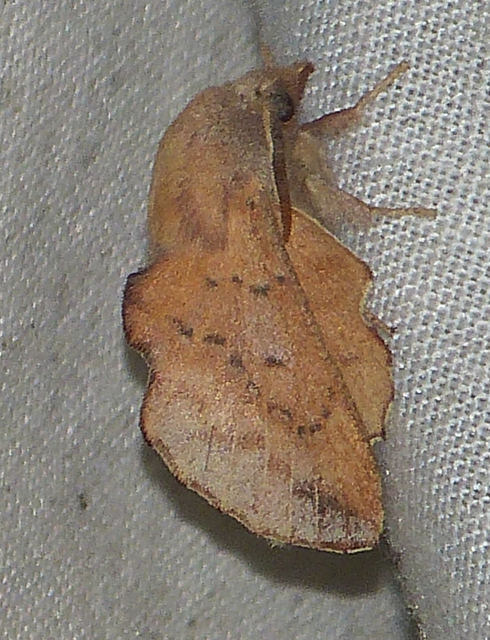 Phyllodesma tremulifolia - nyárlevélpohók