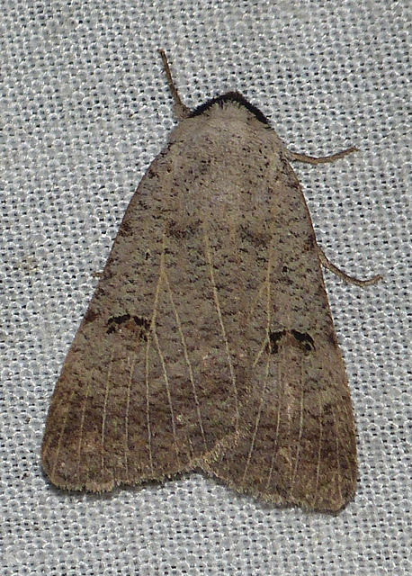 Lygephila craccae - gyakori csüdfűbagoly