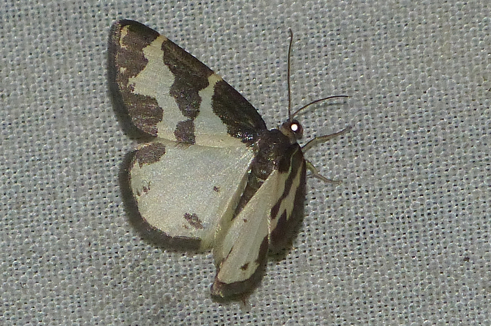 Lomaspilis marginata - szegélyes nyárfaaraszoló