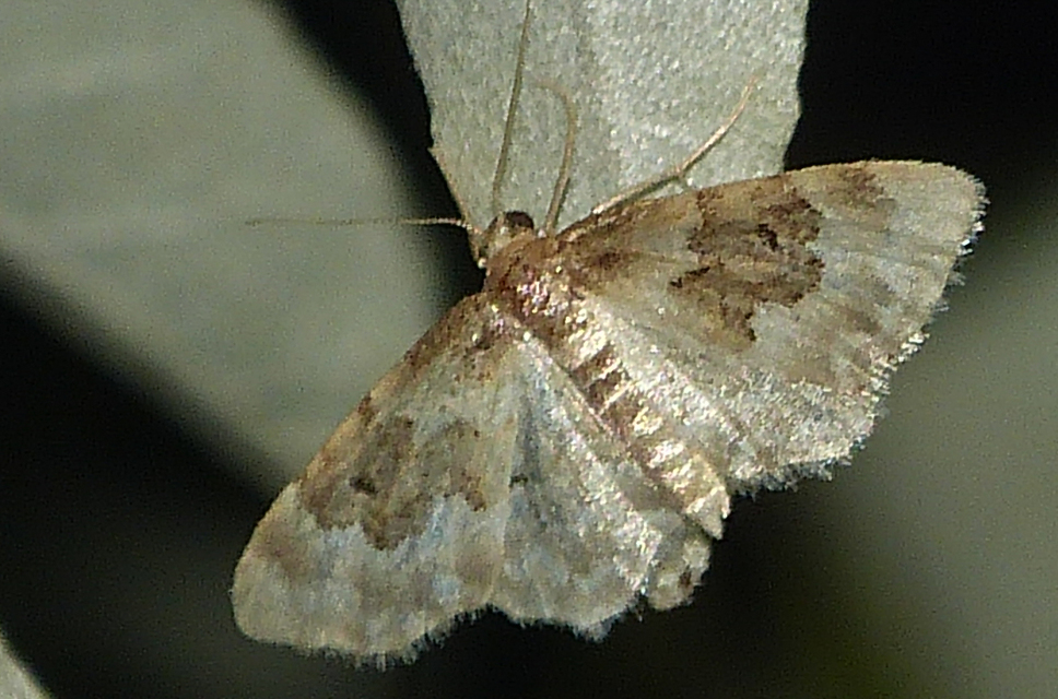 Idaea rusticata - tarka apróaraszoló