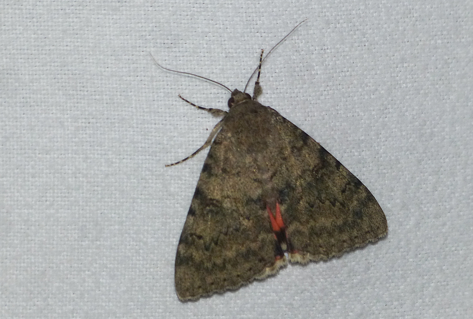 Catocala elocata - közönséges övesbagoly