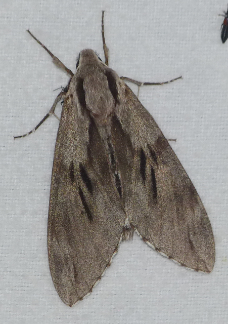 Hyloicus pinastri - fenyőszender