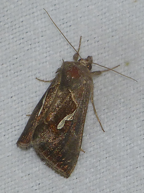 Macdunnoughia confusa - cseppfoltos ezüstbagoly