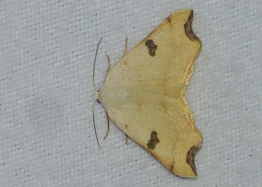 Eilicrinia cordiaria - fehér fűzfaaraszoló