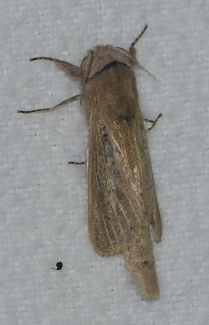 Phragmataecia castaneae - nádfúrólepke