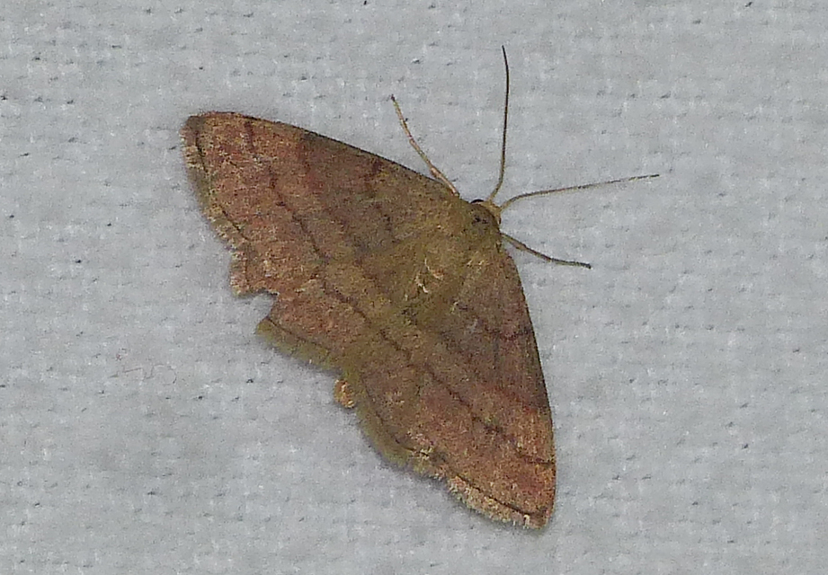 Scopula rubiginata - réti pirosaraszoló