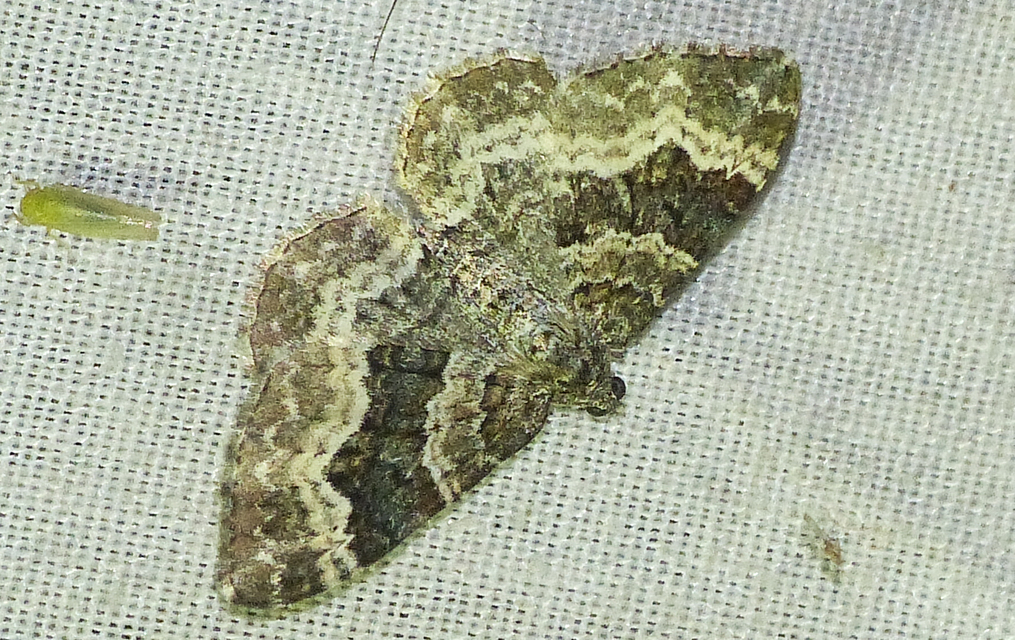 Epirrhoe alternata - galaj-tarkaaraszoló