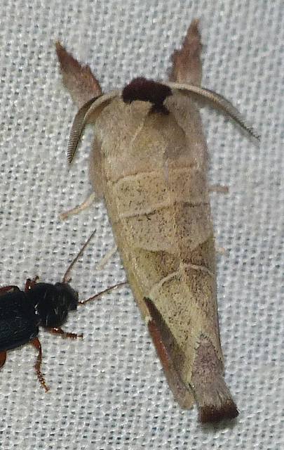 Clostera curtula - rövidszárnyú levélszövő