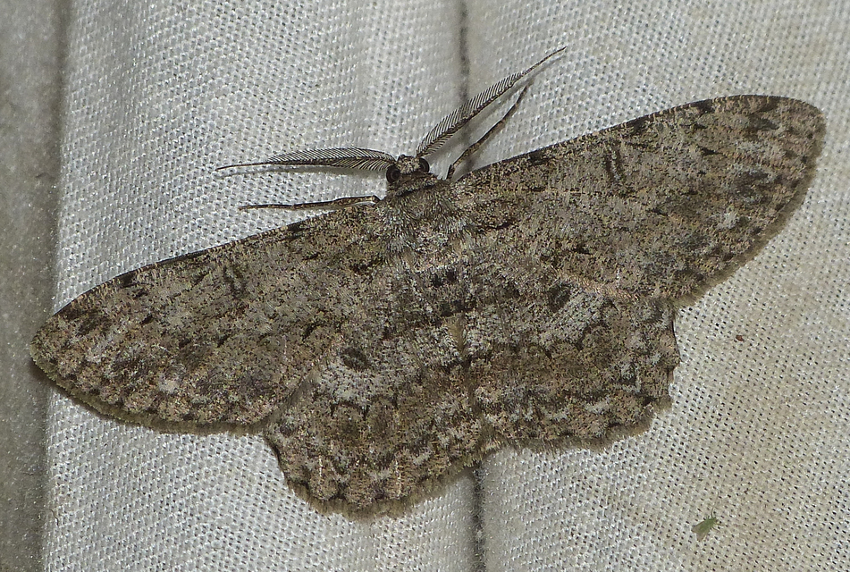 Hypomecis punctinalis - pettyes faaraszoló