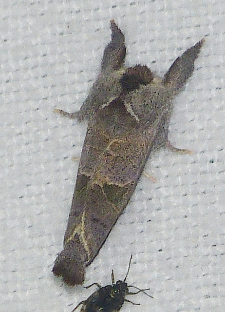 Clostera pigra - apró levélszövő