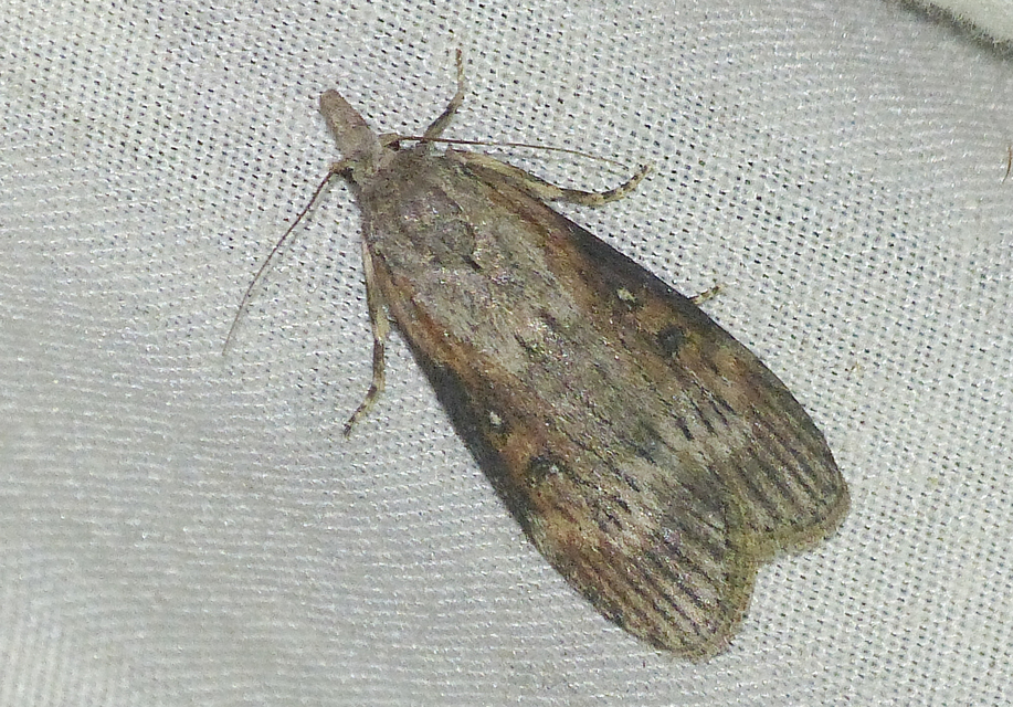 Lamoria anella - törmelékmoly