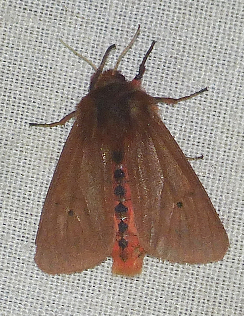 Phragmatobia fuliginosa - füstös medvelepke