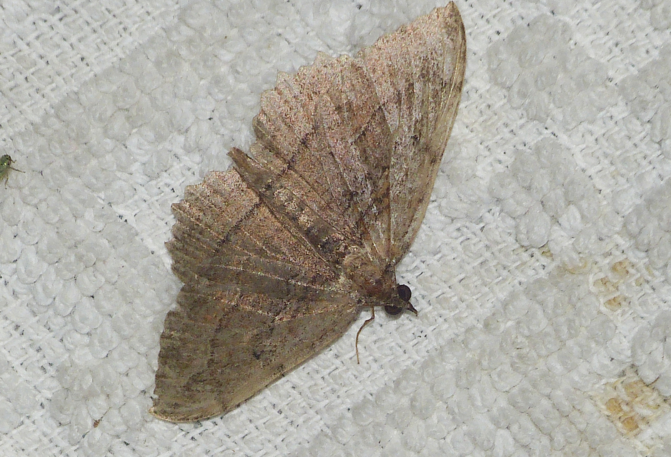 Philereme transversata - varjútövis-araszoló