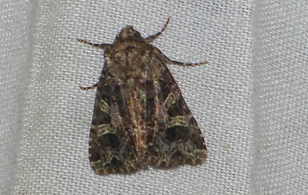 Sideridis rivularis - vörhenyes szegfűbagoly