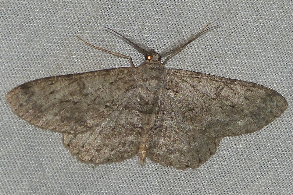Hypomecis punctinalis - pettyes faaraszoló