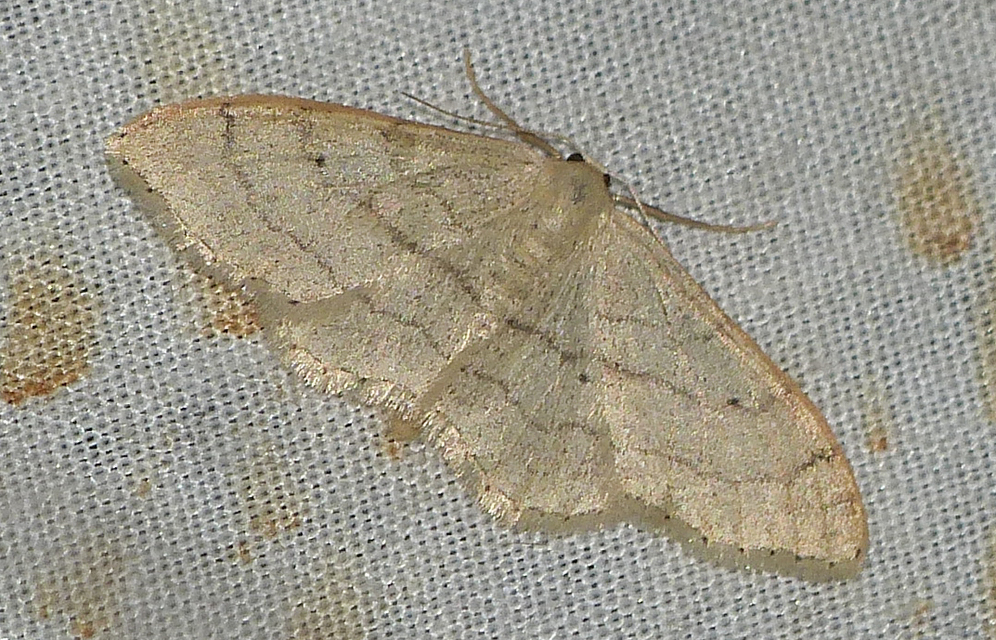 Idaea deversaria - egyszínű sávosaraszoló