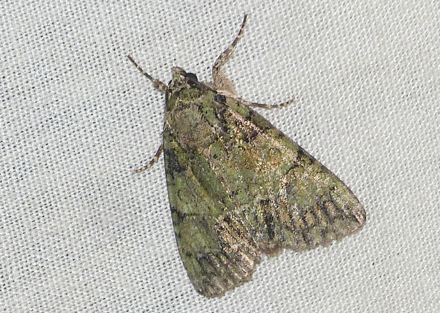 Polyphaenis sericata - selyemfényű erdeibagoly