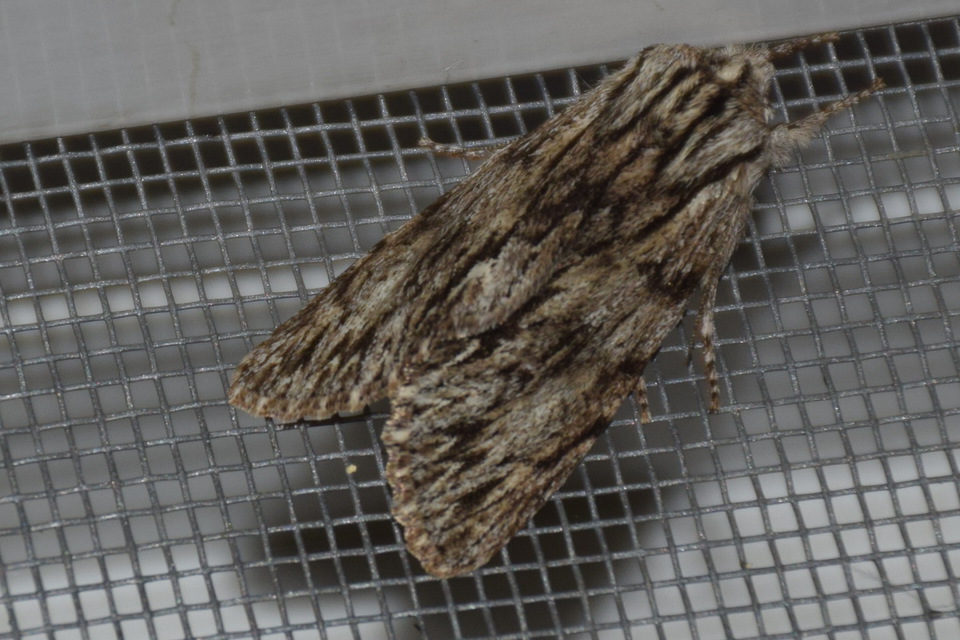 Asteroscopus sphinx - csillagnéző bundásbagoly