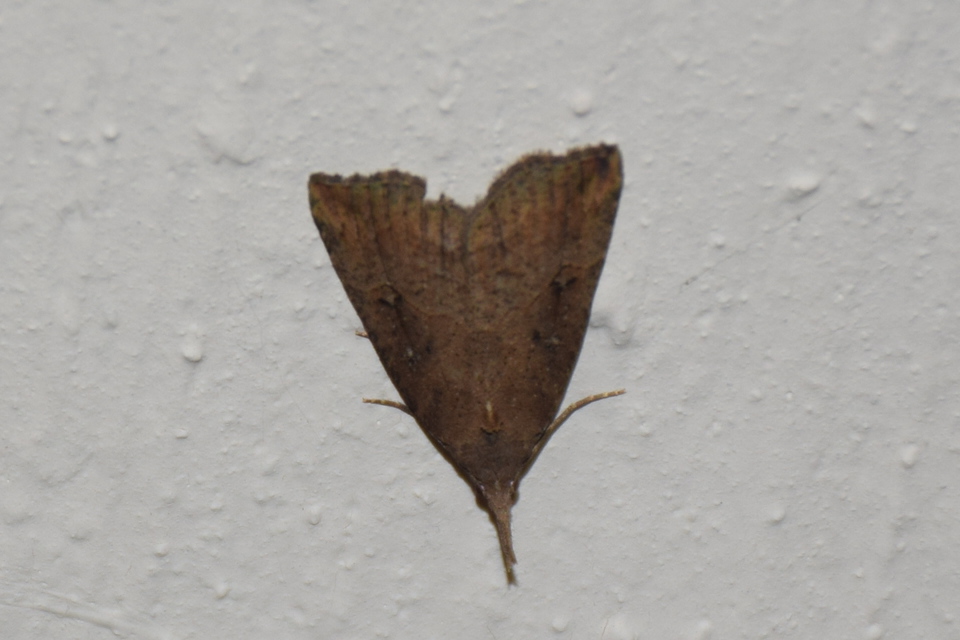 Hypena rostralis - közönséges karcsúbagoly