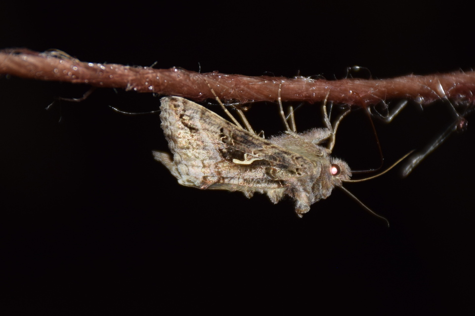 Autographa gamma - gammalepke
